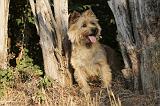 CAIRN TERRIER 034